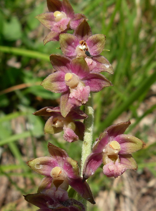 Epipactis sp.